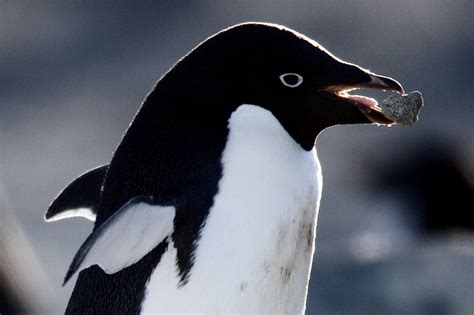 To keep the trend alive: A South Pole penguin eating rock. : r/splatoon