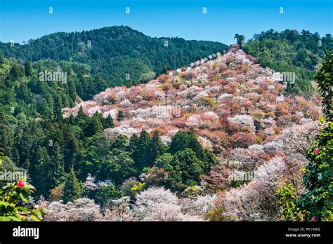 Yoshino Japan Cherry Blossoms On The Hillside Stock Photo Alamy