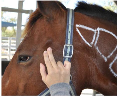 Equine Health Exam Flashcards Quizlet