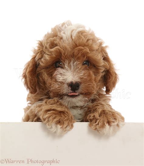 Red Cavapoo Dog Puppy 8 Weeks Old Paws Over Photo Wp46648