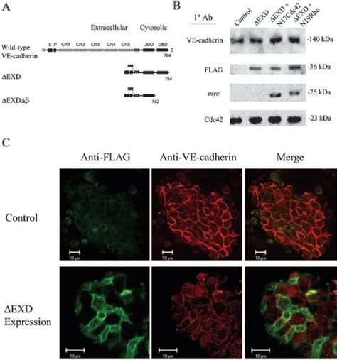 PDF Cdc42 Regulates Adherens Junction Stability And Endothelial