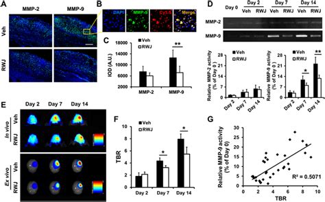 Inhibition Of P Mapk Reduced Mmp Activity And Image Guided Mmp