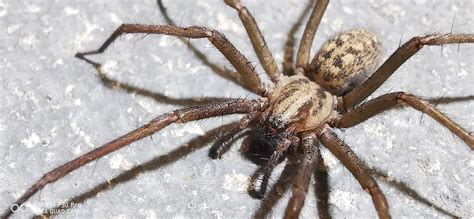 A new friend in work. P30 Pro in macro mode. : r/HuaweiPics