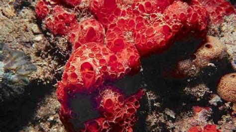 Calcarea Sponges