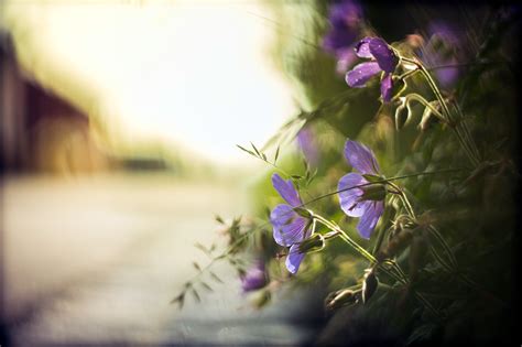 壁纸 阳光 花卉 性质 紫色 科 绿色 蓝色 开花 弹簧 颜色 秋季 叶 厂 植物区系 花瓣 电脑壁纸