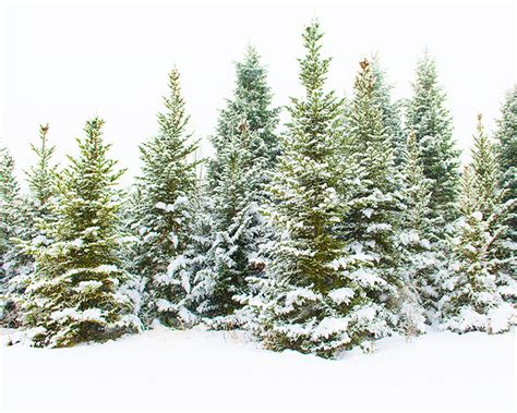 forest print nature print forest photography nature etsy