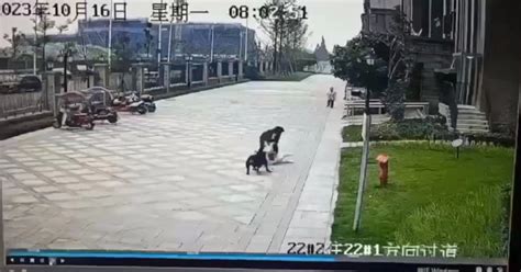 被恶犬咬伤的成都女童仍未苏醒，邻居称“犬主是两女性”系瞎传凤凰网