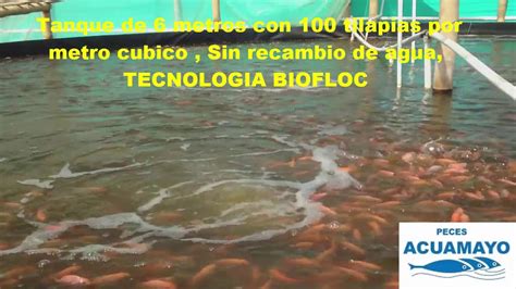 Tecnologia Biofloc En Colombia Eveny Biofloc