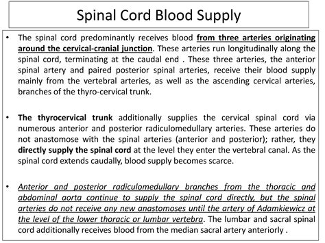 Blood Supply Of Spinal Cord 12