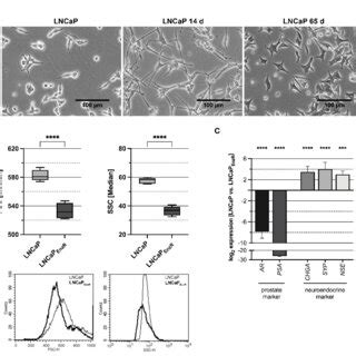 Morphology And Marker Gene Expression Of LNCaP Cells After ADT And