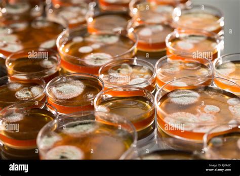 Microbes Growing On Agar Plate Stock Photo Alamy