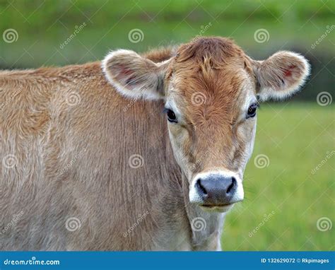 Cute Jersey Cow Calf At Summer Pasture Looking Curious Stock Photo