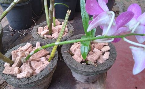 Ceylon Coconut Husk Chips Orchids Anthurium Growing Dry Organic Media