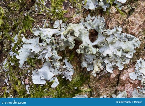 Lichen Et Mousse Sur L écorce D arbre Image stock Image du gris