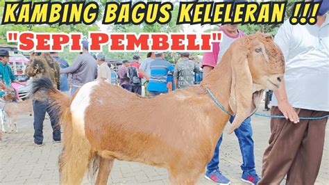 Update Harga Kambing Hari Ini Di Pasar Hewan Wlingi Blitar Sabtu