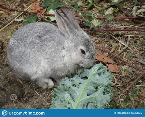 Pretty Cute White Grey Baby Bunny Rabbit At Jericho Beach 2018 Stock