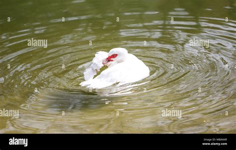 white duck enjoy swimming in lake Stock Photo - Alamy