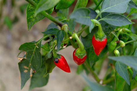 Come Coltivare Il Peperoncino In Casa Il Sito Dei Come