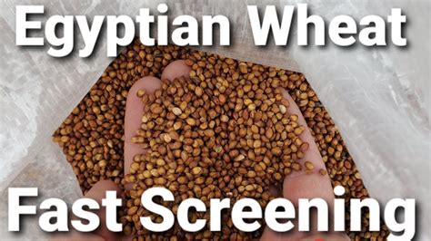 Planting Egyptian Wheat To Build A Wall Youtube