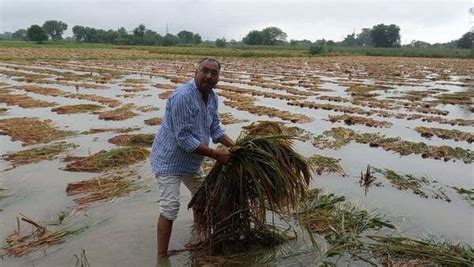 Heavy Rains Damage Crops Ahead Of Harvest Threatening Higher Food