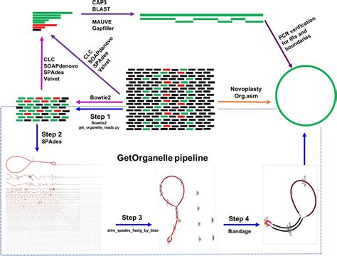 Getorganelle A Simple And Fast Pipeline For De Novo Assembly Of A