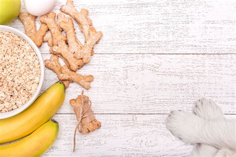 Pueden Los Perros Comer Avena Diario Mascotas