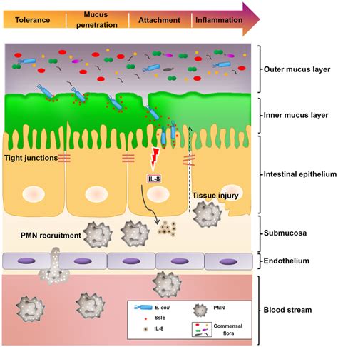 Schematic Representation Of The Contribution Of SslE To E Coli