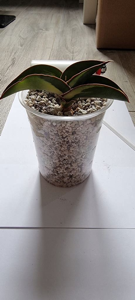 Sansewieria Sansevieria Robusta Variegata Yell N