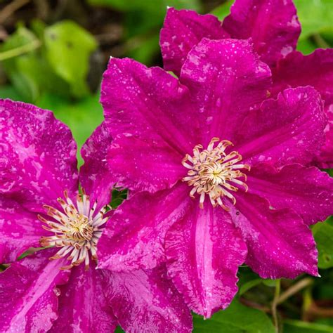 Clematis Kardynal Wyszynksi | Shop Clematis Vines | Spring Hill Nurseries