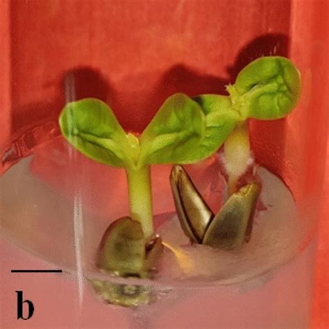 In Vitro Seed Germination And Direct Regeneration Of Carthamus Download Scientific Diagram