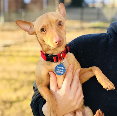 Adopt Sandor On Petfinder Rescue Dogs Miniature Pinscher Dogs