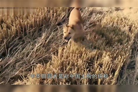 中华田园犬为什么不能当警犬？专家：不是嫌它们笨，而是太聪明了