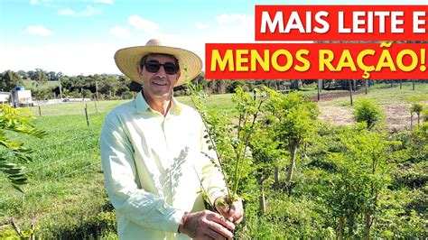 Como Fazemos O MANEJO Da MORINGA Para SILAGEM Para Aumentar O Leite