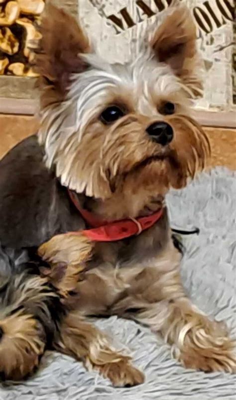 Yorkshire Terrier 4 suczki z rodowodem Woźniki OLX pl