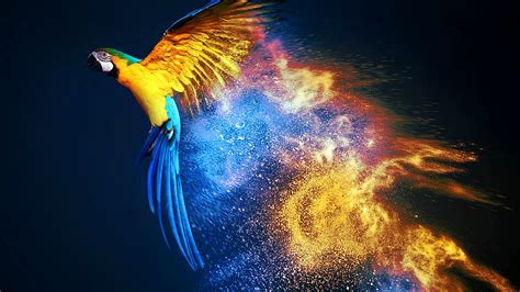 Macaw HD Wallpaper Pxfuel