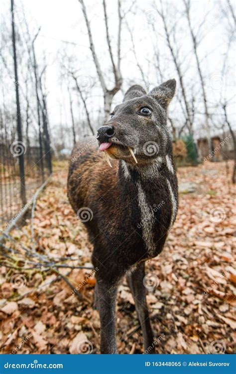 Siberian Musk Deer, a Rare Pair Hoofed Animal with Fangs Stock Image - Image of indian, fang ...