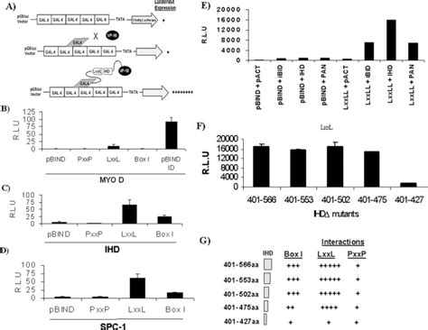 The N Terminal Interferon Binding Domain IBiD Homology Domain Of P300