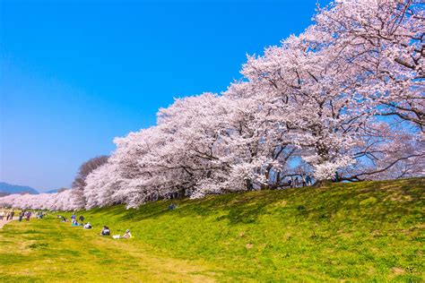 古き良き日本の風景と桜が織りなす絶景。京都の桜の名所とはcaedekyoto カエデ京都 紅葉と伝統美を引き継ぐバッグ