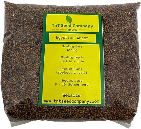 Amazon Egyptian Wheat Seed Great For Food Plot Screens And