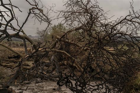 Italian community hopes to save fire-ravaged ancient tree