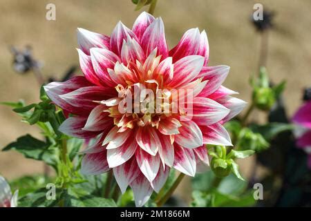 dahlia dahlia   genus  flowering plants   sunflower