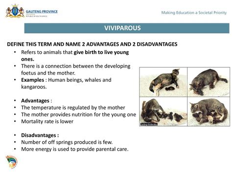 Reproduction Strategies In Vertebrates And Human Reproduction Ppt