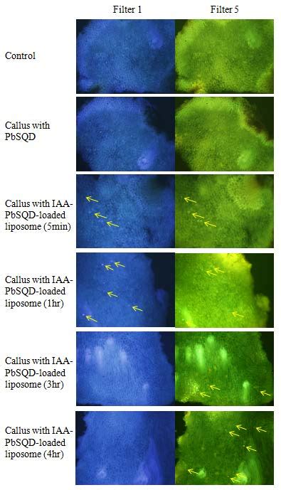 Epifluorescent Light Microscope Photograph Of IAA Loaded Liposome PbSQD