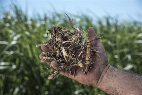 Real World GIANT MISCANTHUS Planting Instructions Food Plot Seed