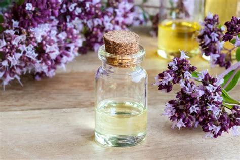 A Bottle Of Essential Oil With Fresh Blooming Oregano Twigs Stock