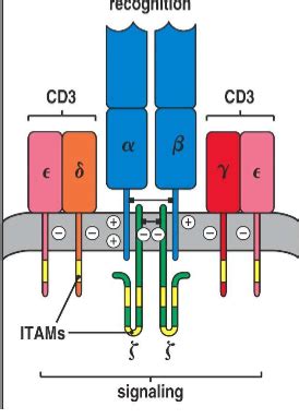 T Cell Mediated Immunity Flashcards Quizlet