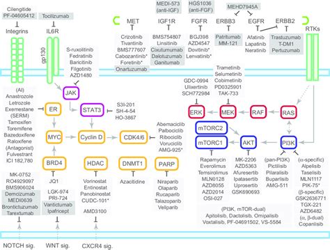 A Schematic Shows Key Pathways Of Breast Tumorigenesis And Their