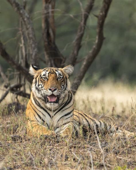 Hembra Salvaje Real Bengala Hembra Tigre Descansando En Fondo Verde