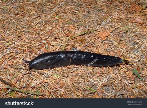 842 Large black slug Images, Stock Photos & Vectors | Shutterstock