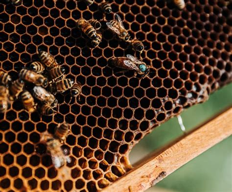 Types Of Bees And Their Roles And Jobs Within A Beehive Cluckoff